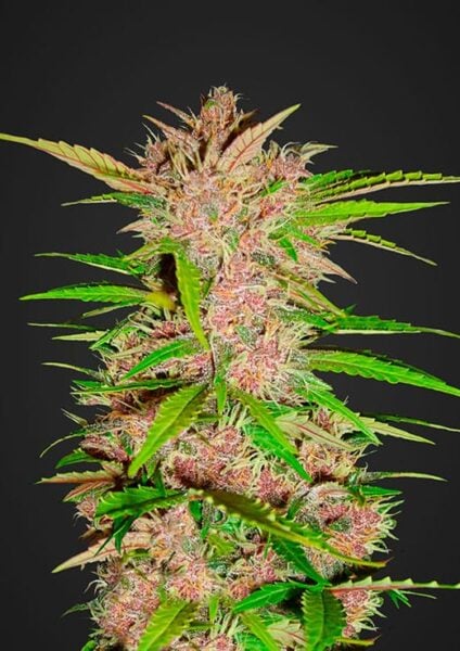 Fastberry Auto FastBuds