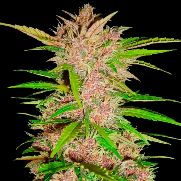 Fastberry Auto Cannabis Seeds by Bulk White Label