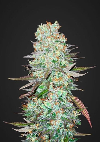 G14 Auto FastBuds