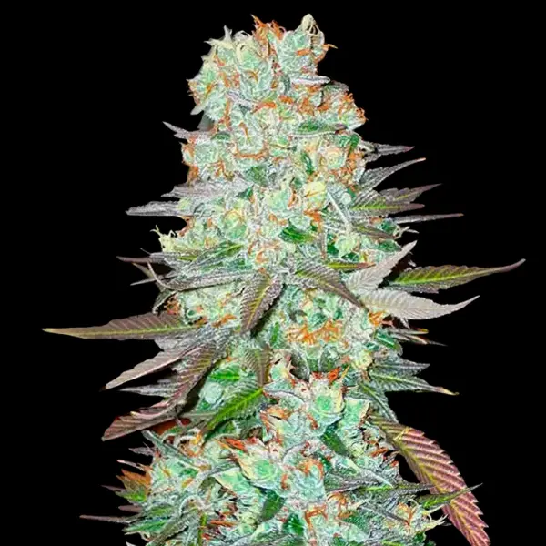 g14 Auto Cannabis Seeds by Fastbuds