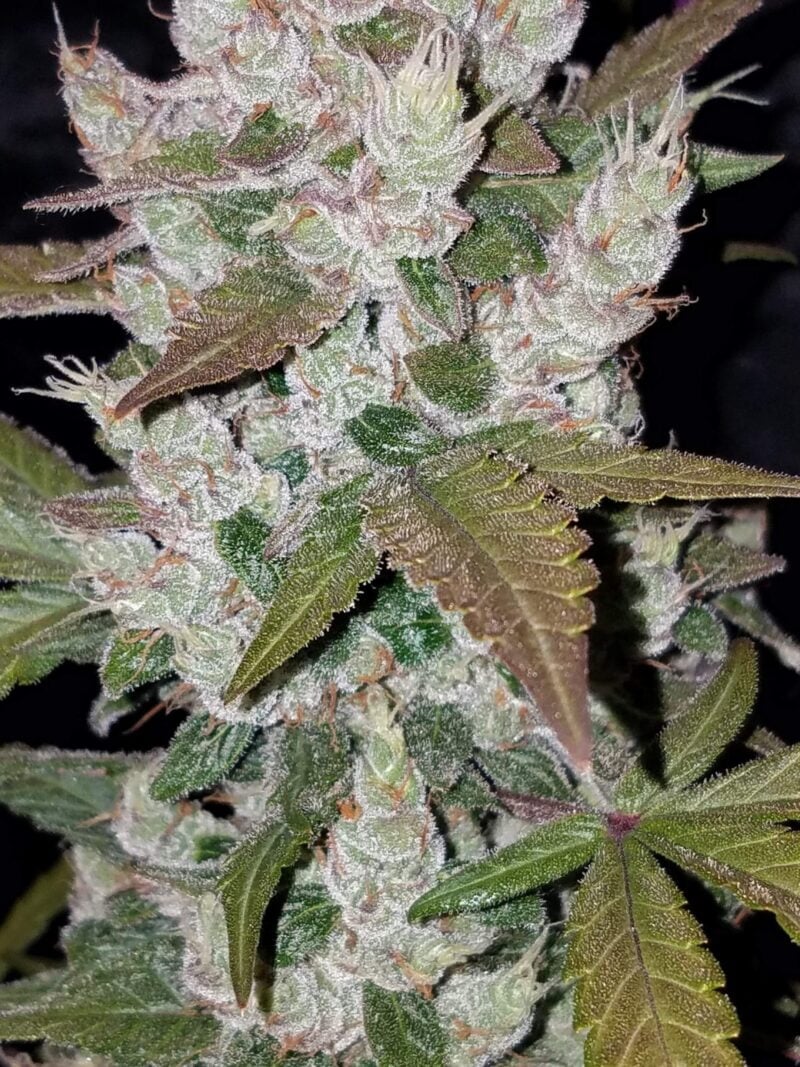 Close-up of a Cookies Auto [formerly Girl Scout Cookies] cannabis plant, showcasing crystal-coated buds and green leaves with purple highlights.