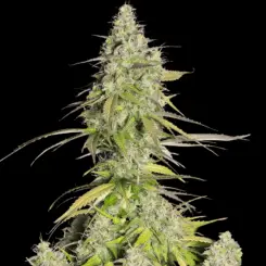 Cookies Formally Girl Scout Cookies Cannabis Seeds By Fastbuds
