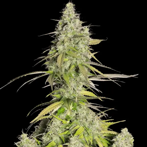 Cookies Formally Girl Scout Cookies Cannabis Seeds By Fastbuds