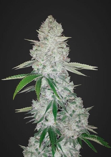 Gorilla Glue Auto FastBuds
