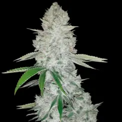 Gorilla Glue Auto Cannabis Seeds by Fastbuds