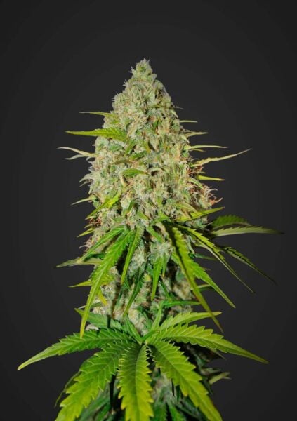 Grapefruit Auto FastBuds