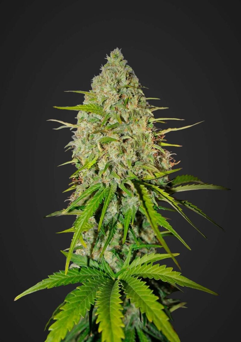 Grapefruit Auto FastBuds