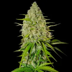 Grapefruit Auto Cannabis Seeds by Fastbuds