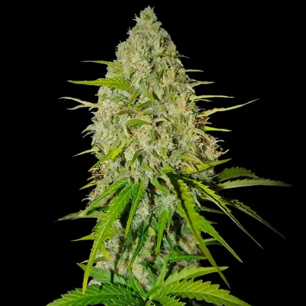 Grapefruit Auto Cannabis Seeds by Fastbuds