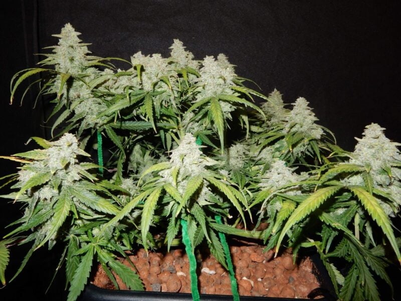 A Green Crack Auto cannabis plant with dense buds and green leaves thriving in a hydroponic setup, set against a dark background.