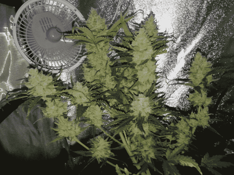 A cluster of mature **Green Crack Auto** plants with dense buds is positioned next to a white oscillating fan against a reflective background.