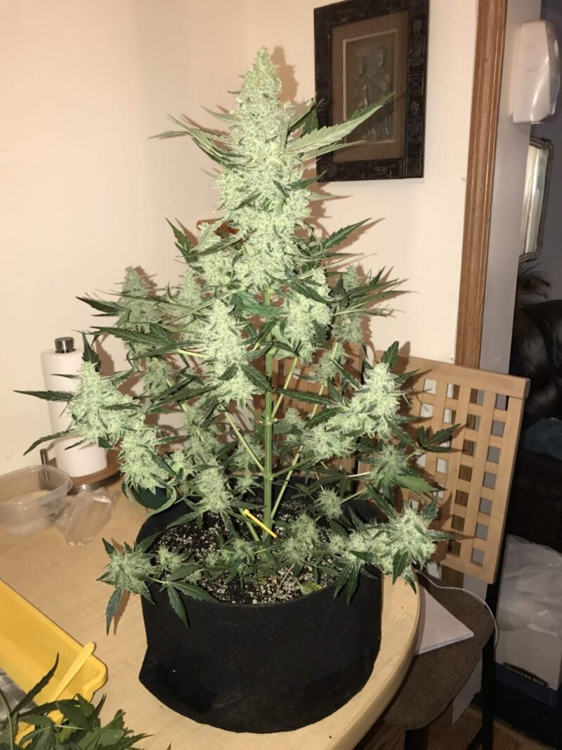 A Green Crack Auto cannabis plant with dense buds is in a black fabric pot, placed on a wooden table indoors. Various household items are visible in the background.