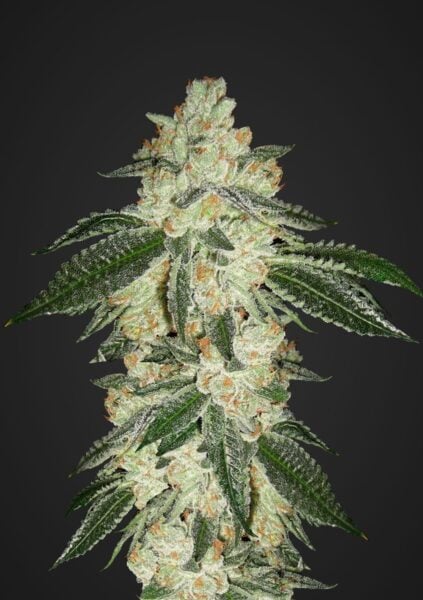 Green Crack Auto FastBuds