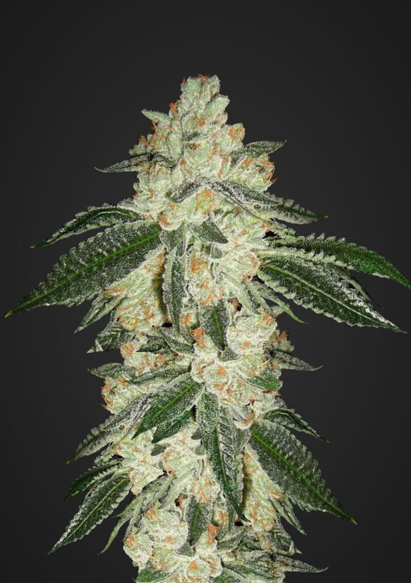 Green Crack Auto FastBuds
