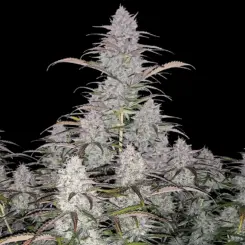 Green Crack Auto Cannabis Seeds by Fastbuds
