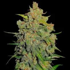 Lemon AK Auto Cannabis Seeds by Fast Buds
