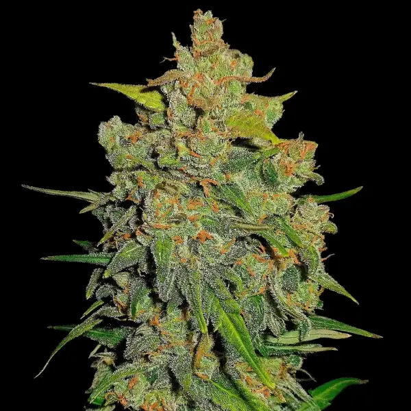 Lemon AK Auto Cannabis Seeds by Fast Buds