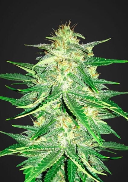 Lemon AK Auto FastBuds