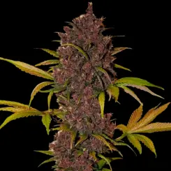 LSD 25 Auto Cannabis Seeds by Fastbuds