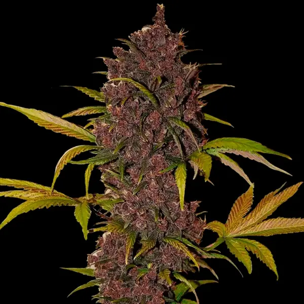LSD 25 Auto Cannabis Seeds by Fastbuds