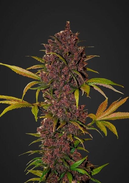 LSD-25 Auto FastBuds