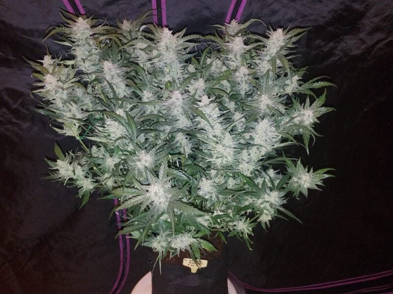 A large cannabis plant with dense white buds, specifically the Mexican Airlines Auto strain, grows vigorously in a fabric pot against a black background.