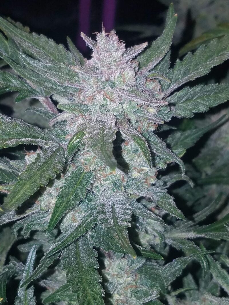 Close-up of a cannabis plant with dense, frosty trichomes covering the buds and leaves, reminiscent of the crystalline structure typical in strains like Mexican Airlines Auto.