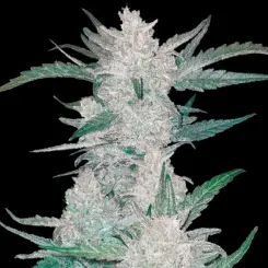 Mexican Airlines Auto Cannabis Seeds by Fastbuds