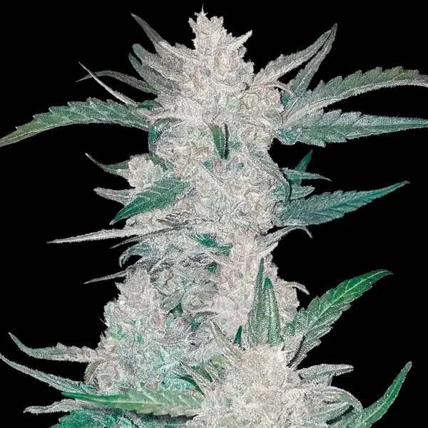 Mexican Airlines Auto Cannabis Seeds by Fastbuds