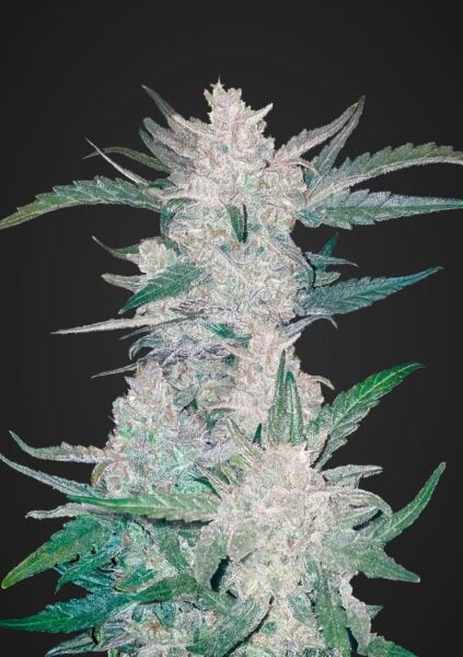 Mexican Airlines Auto FastBuds