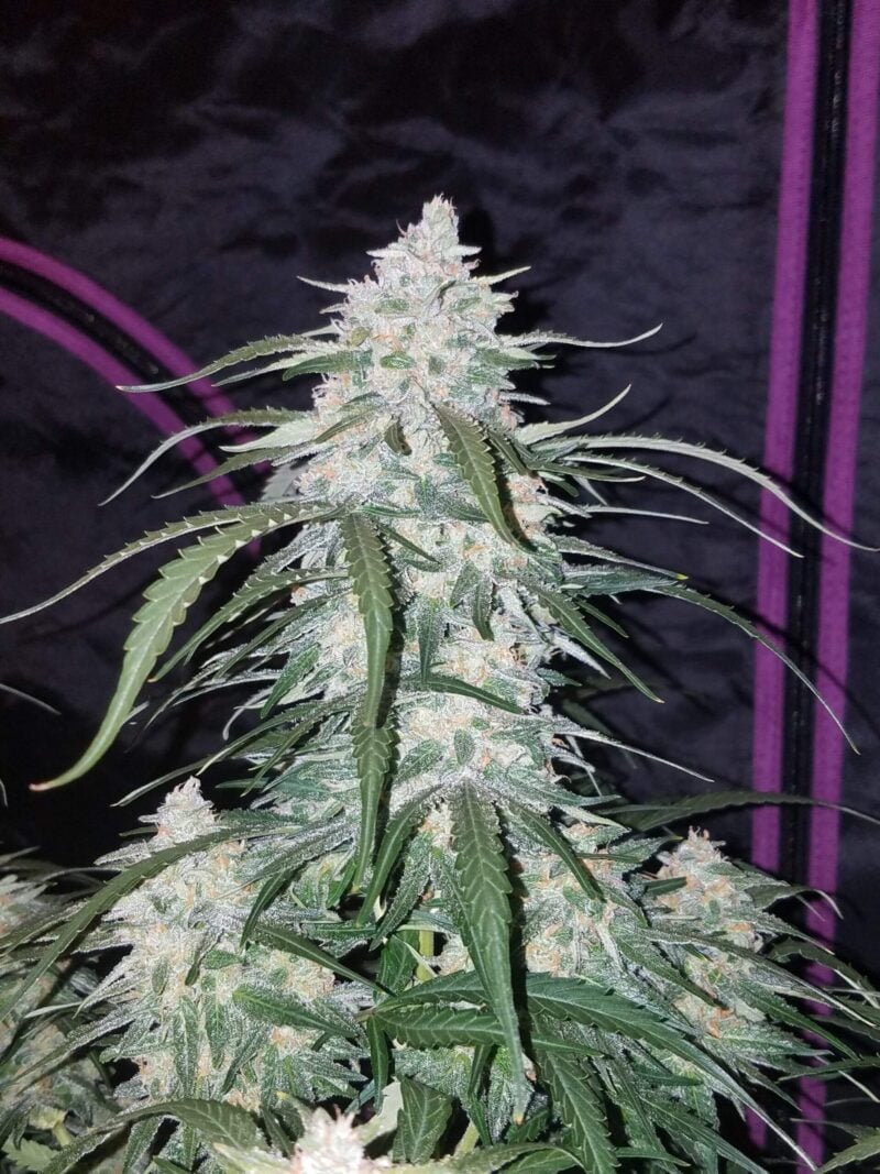 Close-up of a Pineapple Express Auto cannabis plant with dense buds covered in small white trichomes and elongated green leaves, set against a dark background with pink and purple accents.