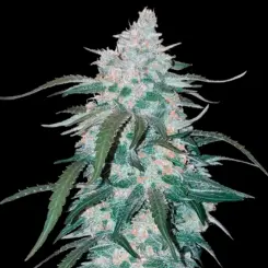 Pineapple Express Cannabis Seeds by Fastbuds