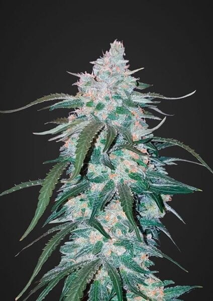 Pineapple Express Auto FastBuds