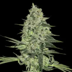 Rhino Ryder Auto Cannabis Seeds by Fastbuds