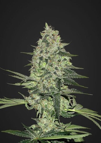 Rhino Ryder Auto FastBuds