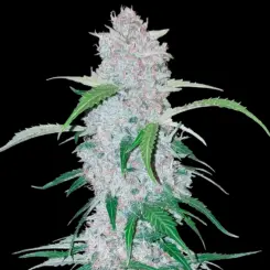 Six Shooter Auto Cannabis Seeds by Fastbuds
