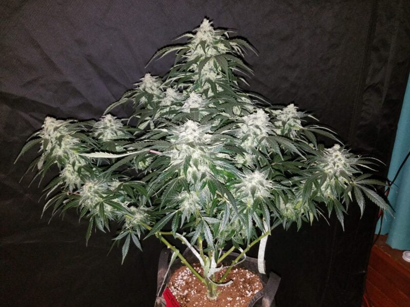 A Stardawg Auto with dense, frosty buds growing in a pot, set against a dark background.