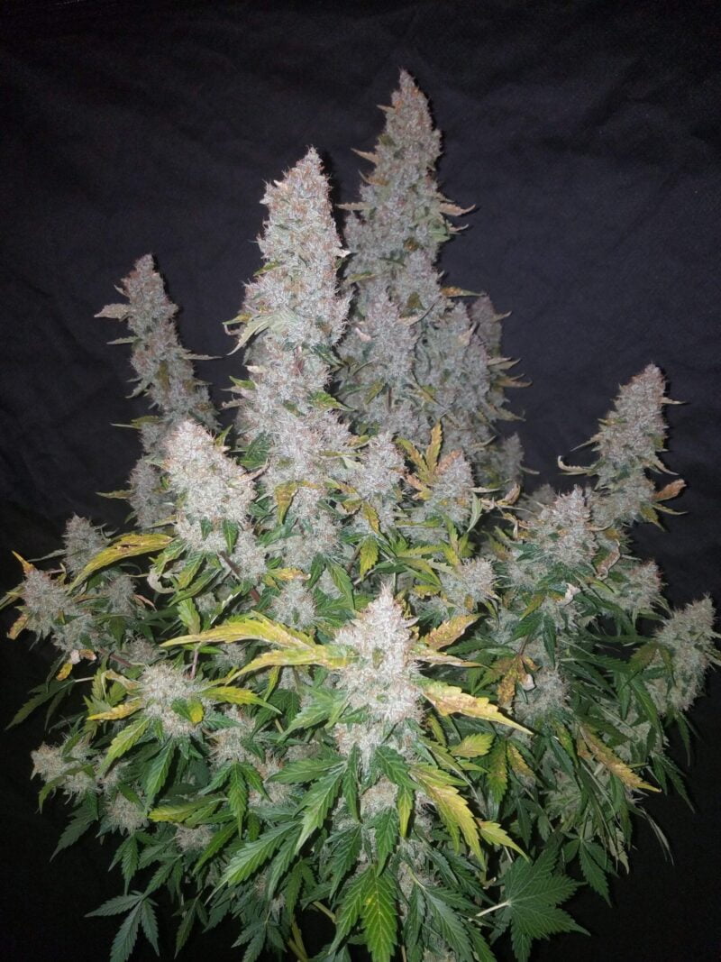 A well-grown Stardawg Auto with dense, frosty buds against a dark background. The leaves are mostly green with some yellowing.