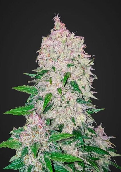 Stardawg Auto FastBuds
