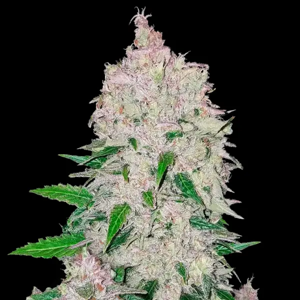 Stardawg Auto Cannabis Seeds by Fastbuds
