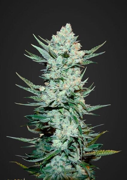 Tangie Auto FastBuds