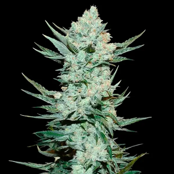 Tangiematic Auto Cannabis Seeds by Fastbuds