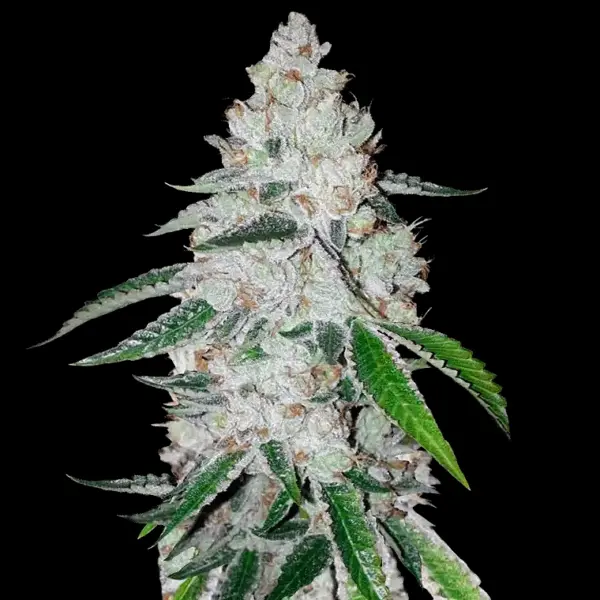 West Coast OG Auto Cannabis Seeds by Fastbuds