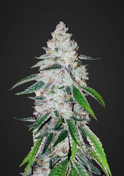 West Coast OG Auto FastBuds