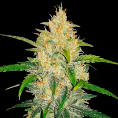 Z Auto Cannabis Seeds by Fast Buds