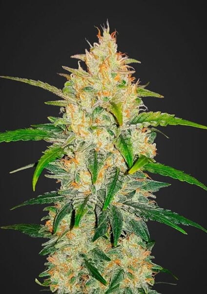 Zkittlez Auto FastBuds