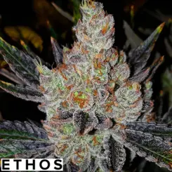 10th planet r1 cannabis seeds by ethos genetics