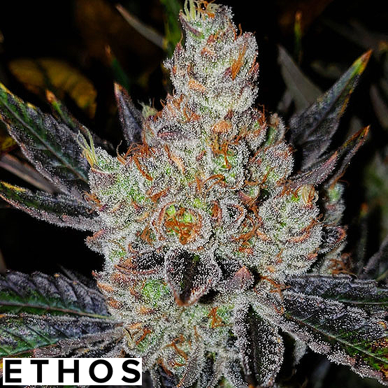 10th planet r1 cannabis seeds by ethos genetics