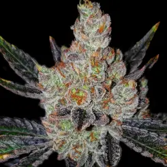 10th Planet Cannabis Seeds by Ethos