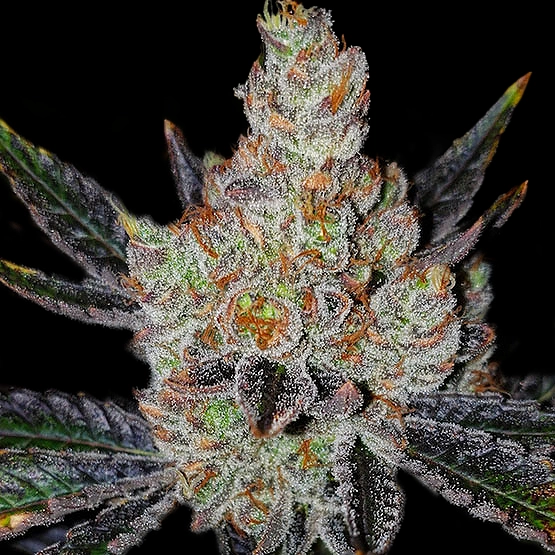 10th Planet Cannabis Seeds by Ethos